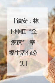 镇安：林下种植“金疙瘩” 幸福生活有盼头